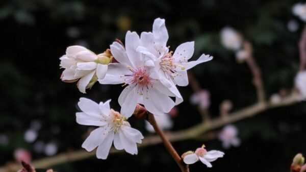 Prunus subhirtella Autumnalis