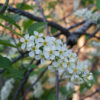 Prunus virginiana Canada Red - 130L 18-20cm girth, 4-5m tall