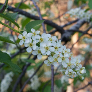 Prunus virginiana Canada Red