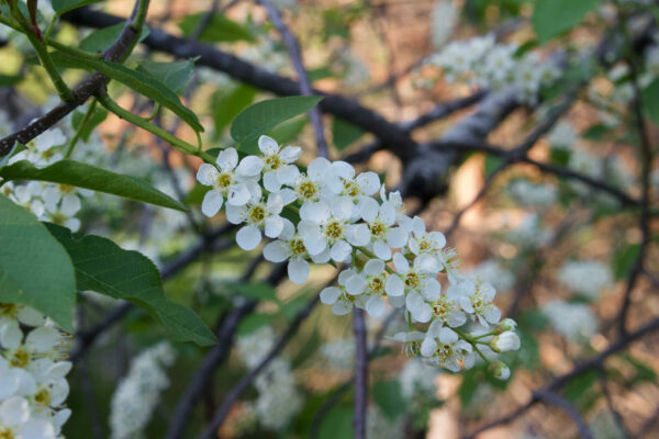 Prunus virginiana Canada Red