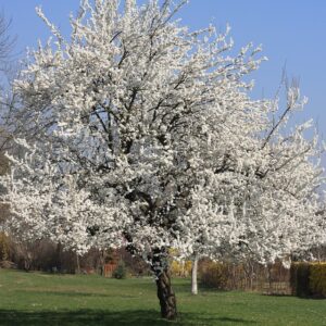 Prunus avium 