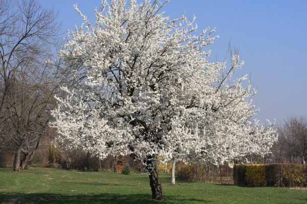 Prunus avium 