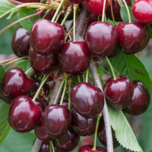 Prunus avium Stella