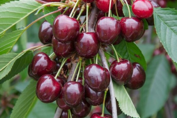 Prunus avium Stella