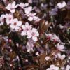 Prunus cerasifera Nigra / Purple Plum - 10-12cm girth, 3-3.5m tall, Rootballed