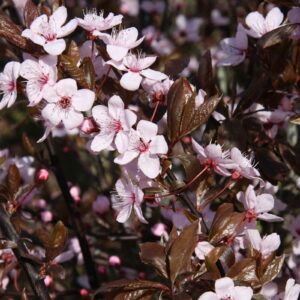 Prunus cerasifera Nigra / Purple Plum
