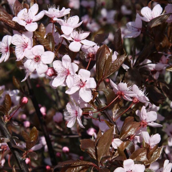 Prunus cerasifera Nigra / Purple Plum