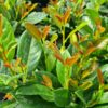Prunus laur. Bonaparte - 3L