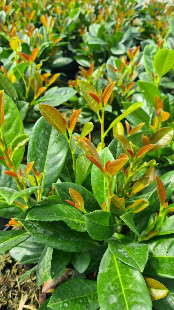 Prunus laur. Bonaparte