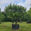 Prunus laur Rotundifolia / Common Laurel Parachute Form - 1000L airpot, 4-5m tall Parachute