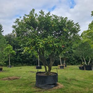 Prunus laur Rotundifolia / Common Laurel Parachute Form