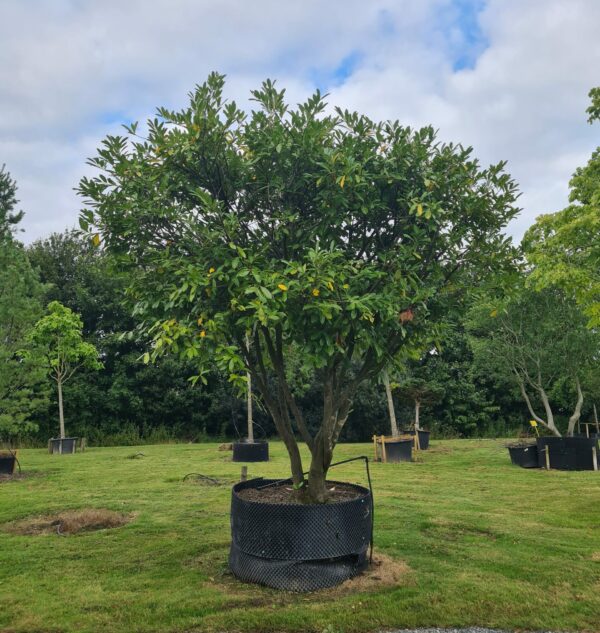 Prunus laur Rotundifolia / Common Laurel Parachute Form
