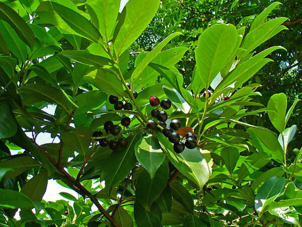 Prunus laur Rotundifolia / Common Laurel Parachute Form - Image 2