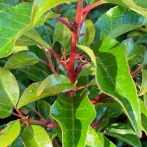 Prunus lusitanica Brenelia 1/4 Standard