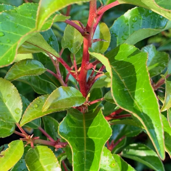 Prunus lusitanica Brenelia 1/4 Standard