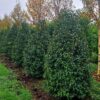 Prunus lusitanica Cones - 110L 200-250cm