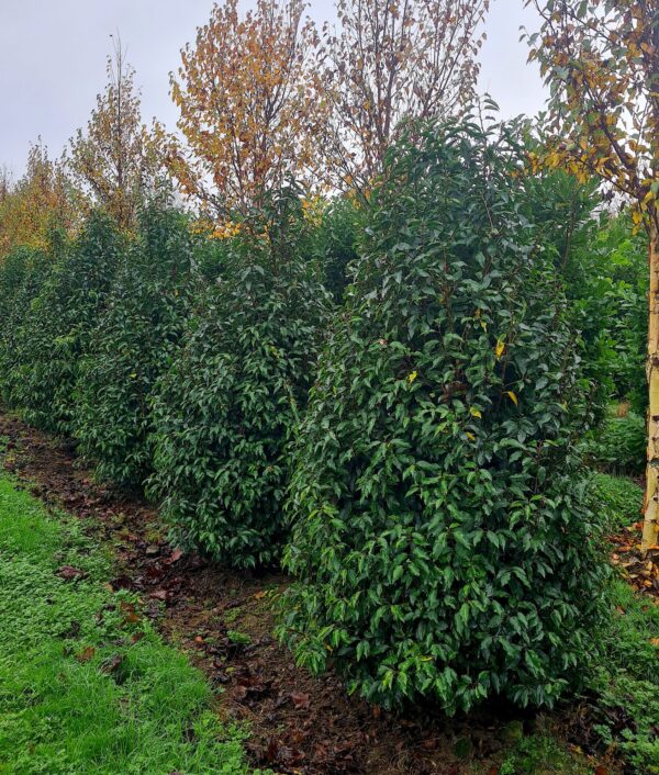 Prunus lusitanica Cones