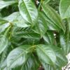 Prunus laur. Novita - 1/2 Standard - 35L 12-14cm girth, 1.2m stem, 2-2.5m tall