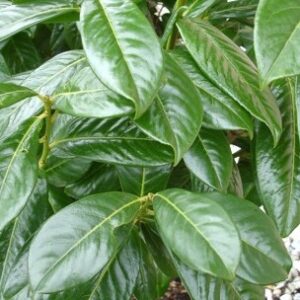 Prunus laur. Novita - 1/2 Standard