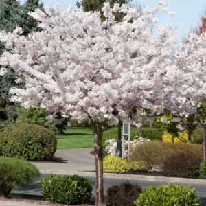 Prunus Shirotae