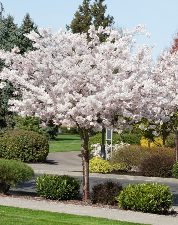 Prunus Shirotae