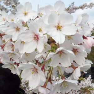 Prunus x yedoensis