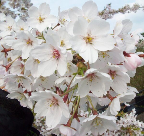 Prunus x yedoensis
