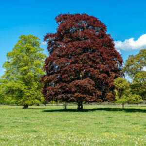 Fagus syl. Atropurpurea / Purple Beech Tree