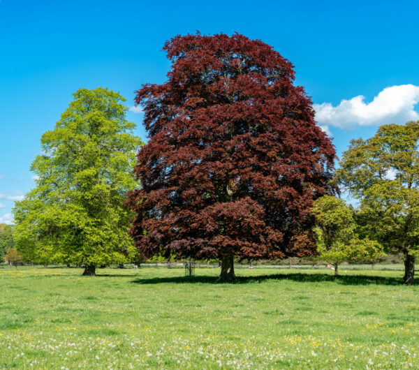 Fagus syl. Atropurpurea / Purple Beech Tree