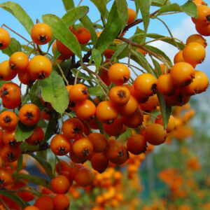 Pyracantha Orange Charmer