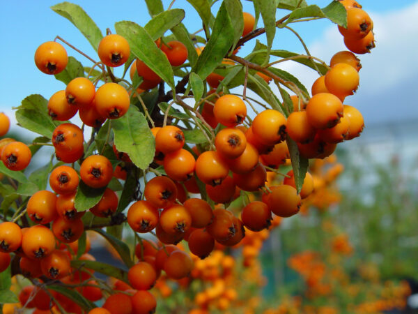 Pyracantha Orange Charmer