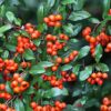 Pyracantha 'Orange Glow' / orange Firethorn - 5L pot