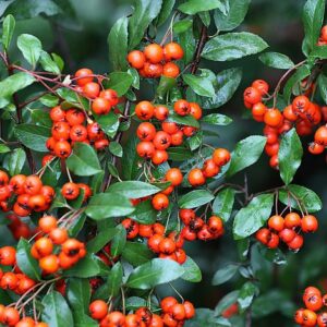 Pyracantha 'Orange Glow' / orange Firethorn