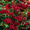 Pyracantha 'Red Column' / Red Firethorn - 2L