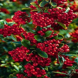 Pyracantha 'Red Column' / Red Firethorn