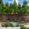 Pyrus Chanticleer - 12-14cm girth, 3.5-4m tall, Rootballed