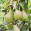 Pyrus Williams - 15L 150-175cm