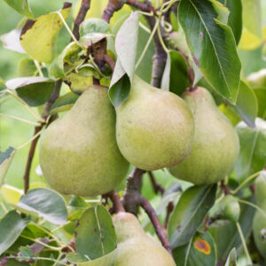 Pyrus Williams