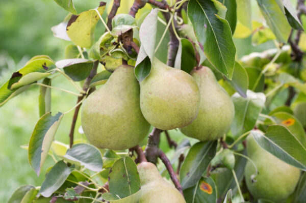 Pyrus Williams