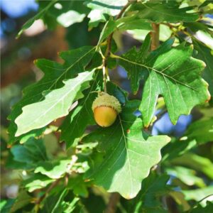 Quercus Bicolor