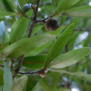 Quercus phellos