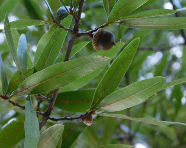 Quercus phellos