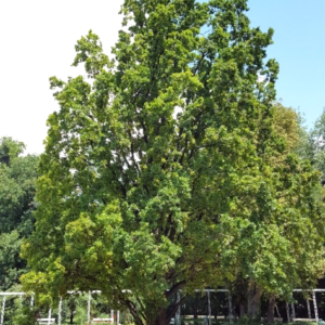 Quercus robur / Irish Oak 'Pyramidalis'