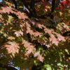 Quercus rubra / Red Oak - 14-16cm girth, 3.5-4m tall, Rootballed