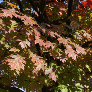 Quercus rubra / Red Oak
