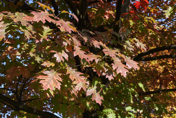 Quercus rubra / Red Oak