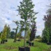 Quercus nuttallii - 600L airpot, 50-55cm girth, 10-12m tall