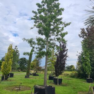 Quercus nuttallii