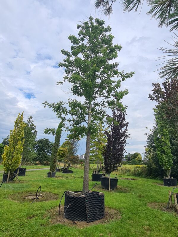 Quercus nuttallii