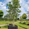 Quercus rysophylla /  Loquat oak - 1000L airpot, 40-45cm girth, 1.9m trunk, 6-8m tall